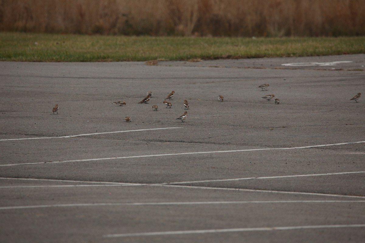 Snow Bunting - ML645505054