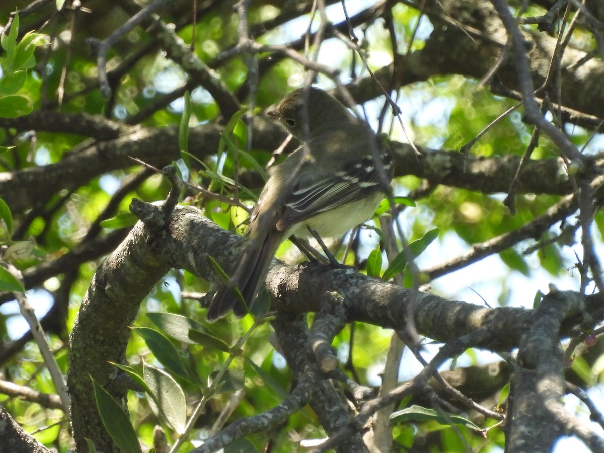 Small-billed Elaenia - ML645505055