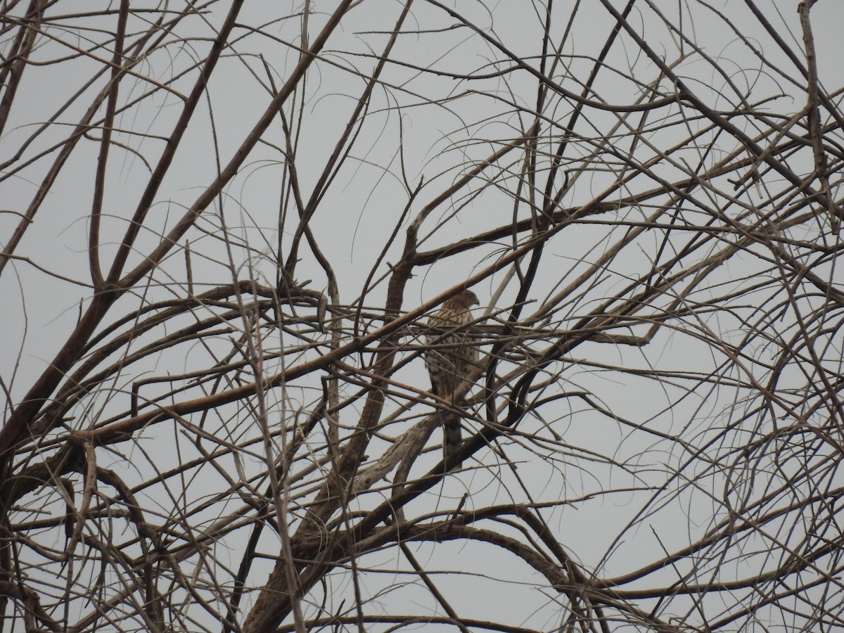Cooper's Hawk - ML645505056