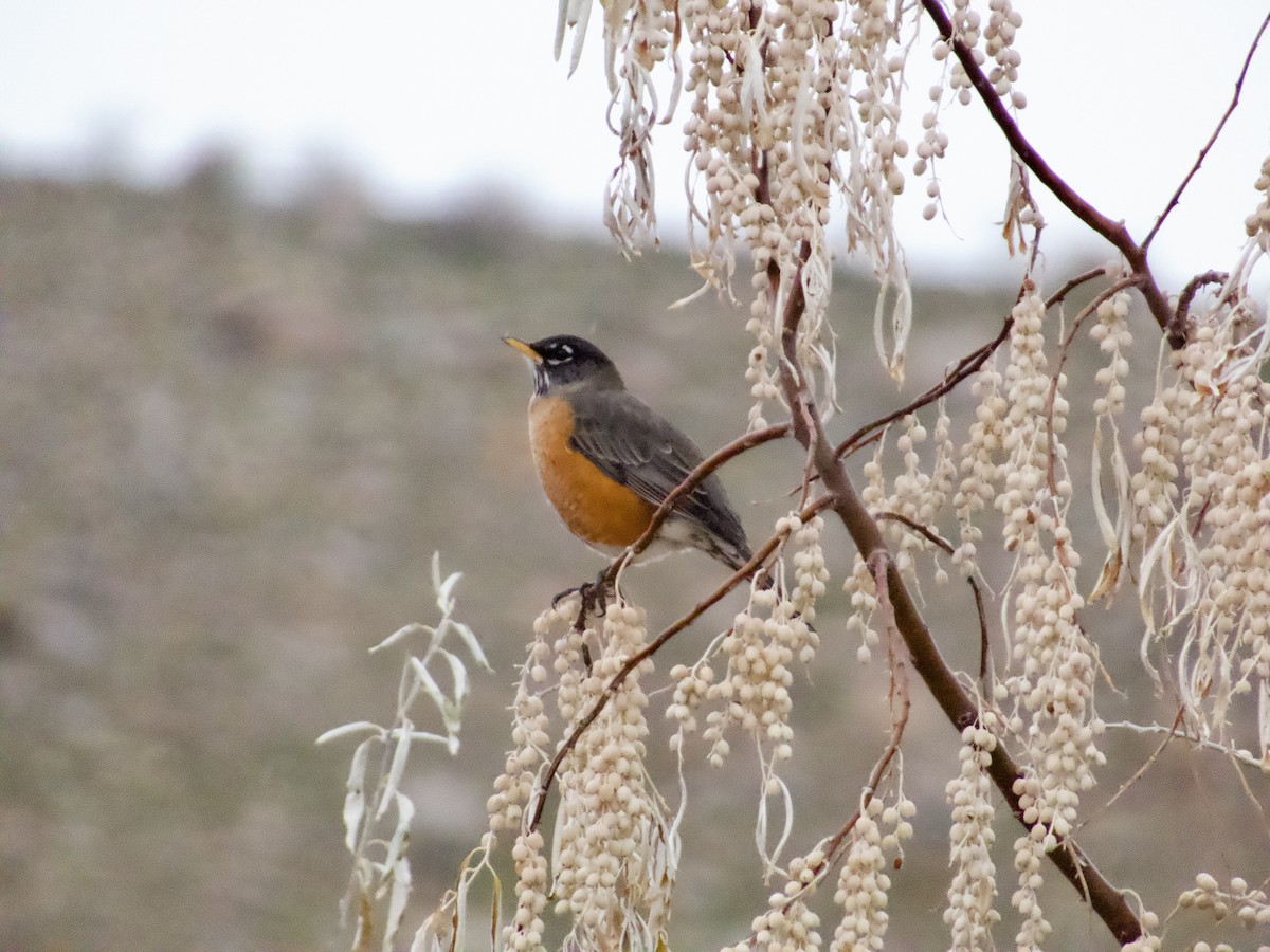 drozd stěhovavý - ML645505060