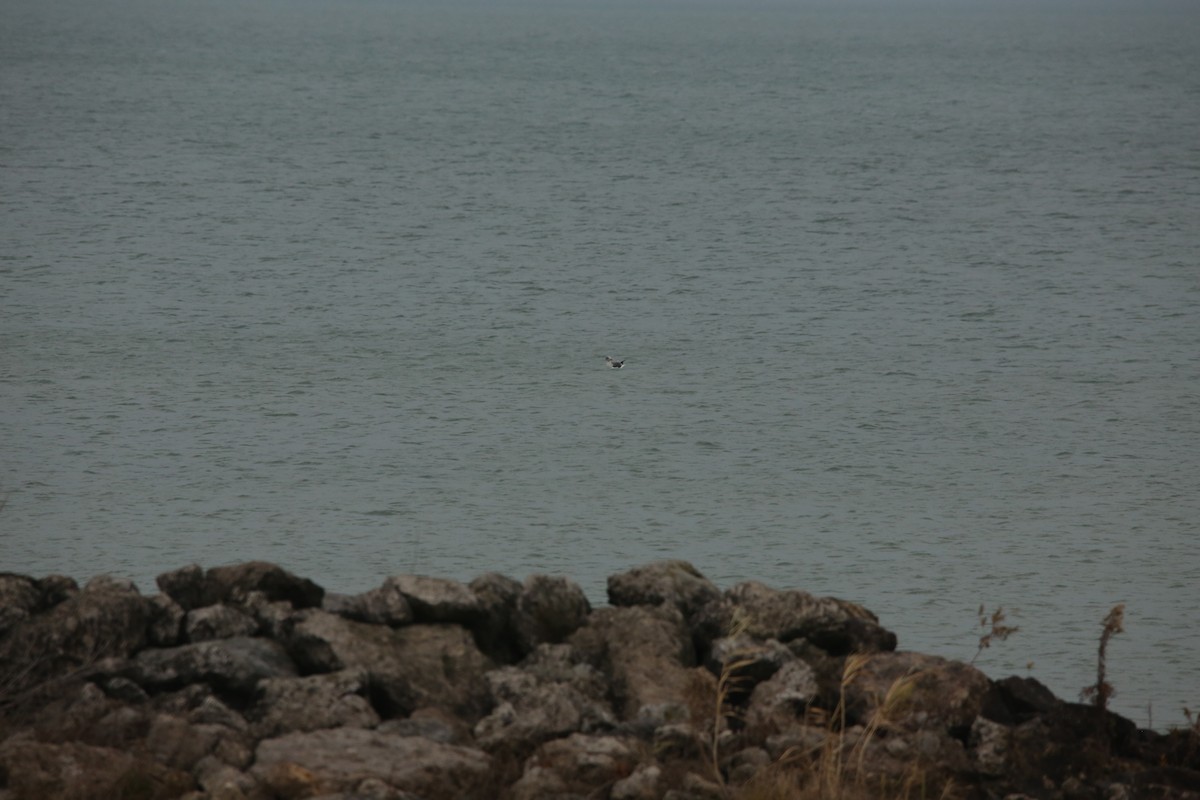 Zafferano - ML645505063