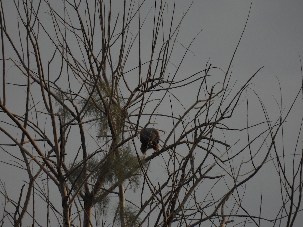 Harris's Hawk - ML645505064
