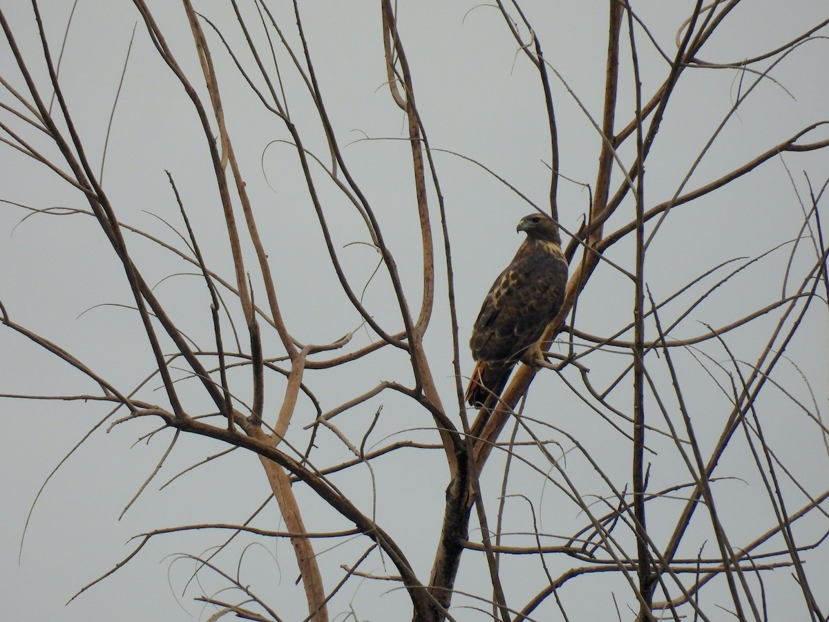 Red-tailed Hawk - ML645505066