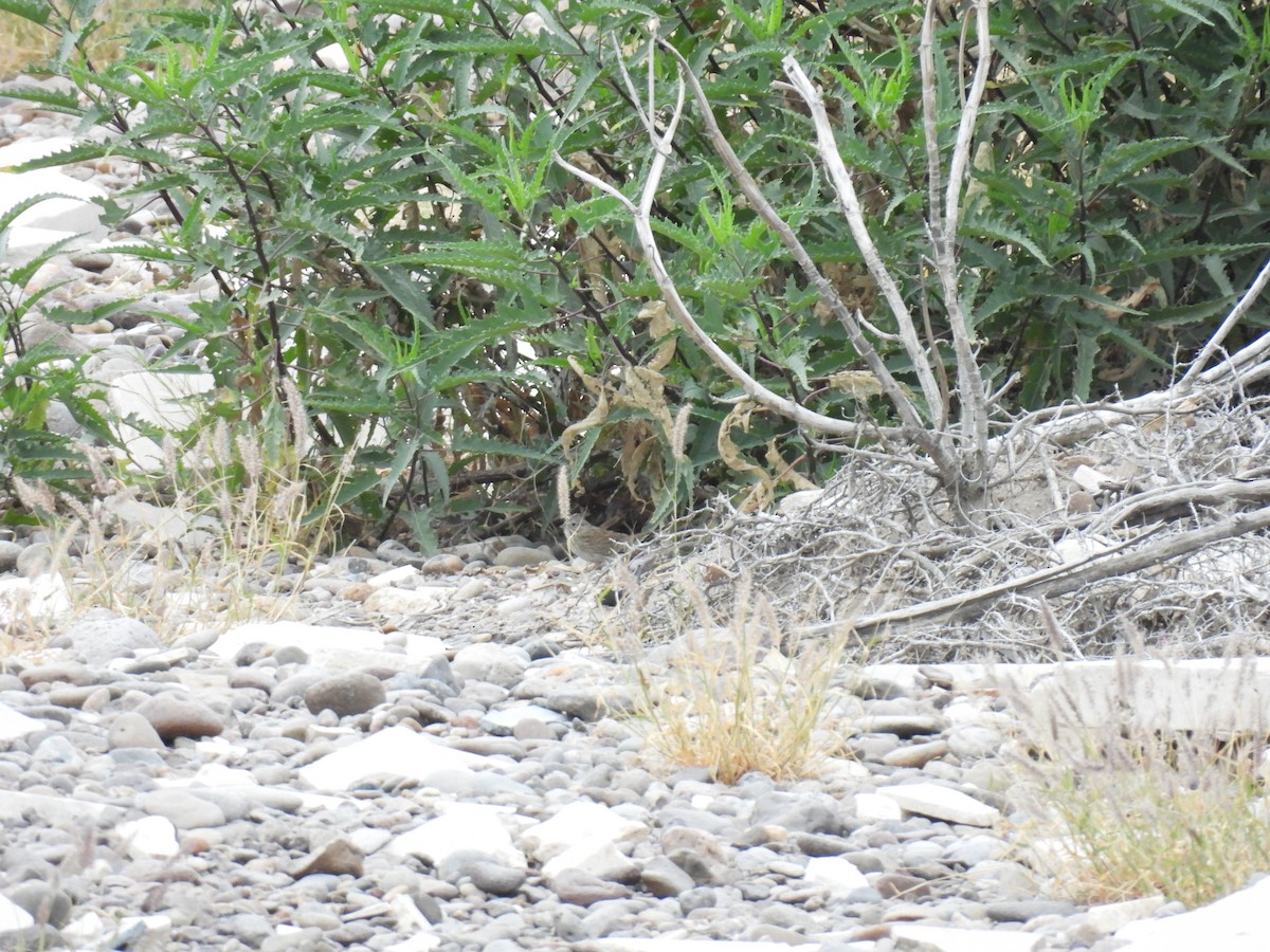 Lincoln's Sparrow - ML645505074