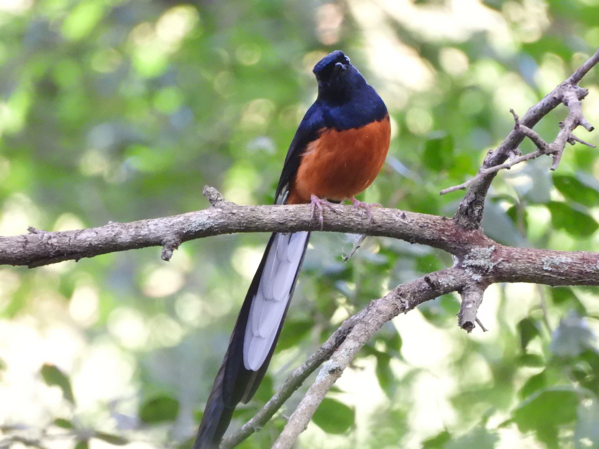 White-rumped Shama - ML645505078