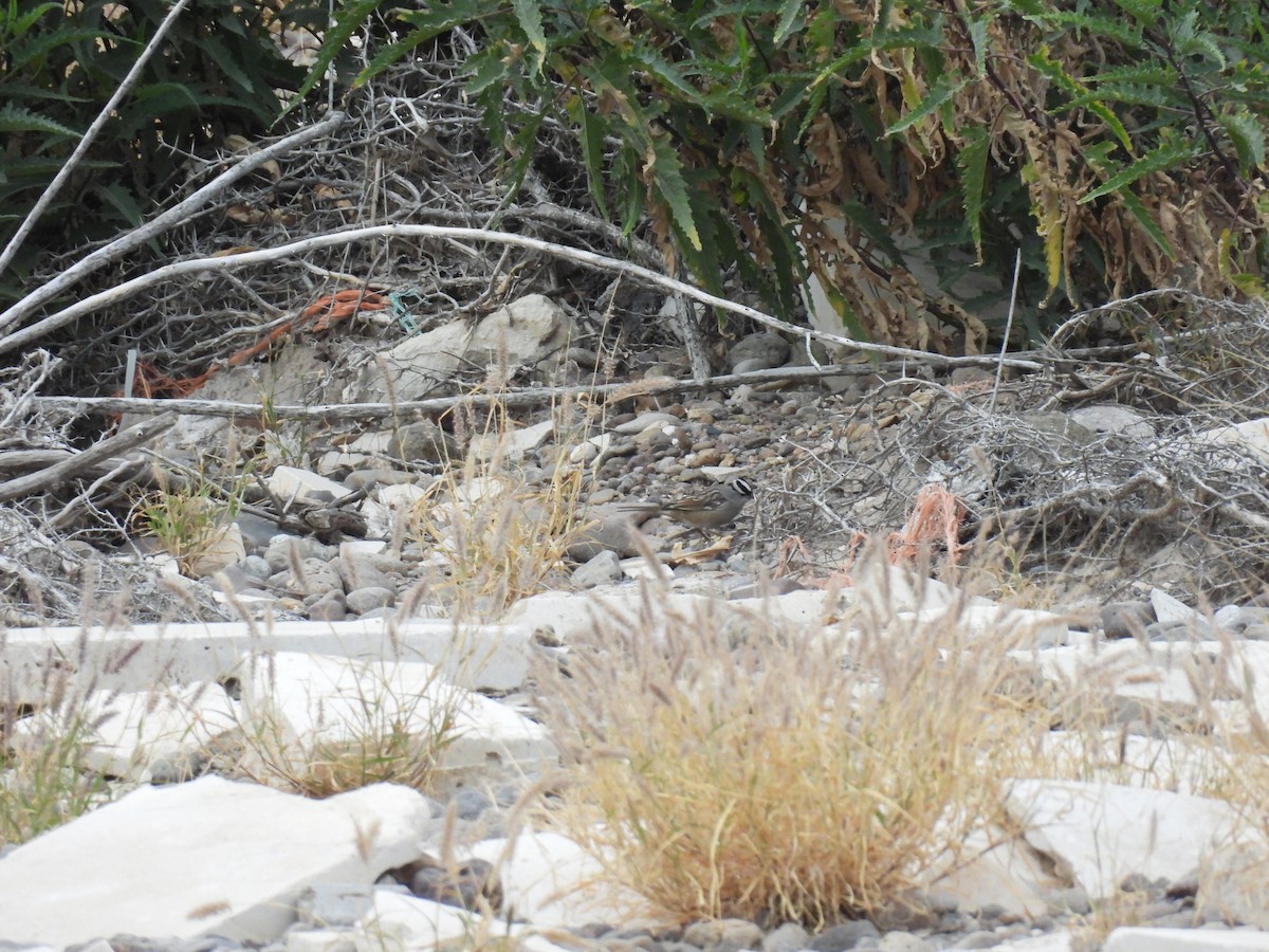 White-crowned Sparrow - ML645505079