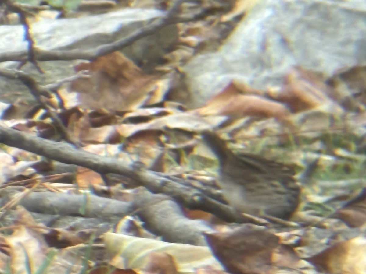 Song Sparrow - ML645505081