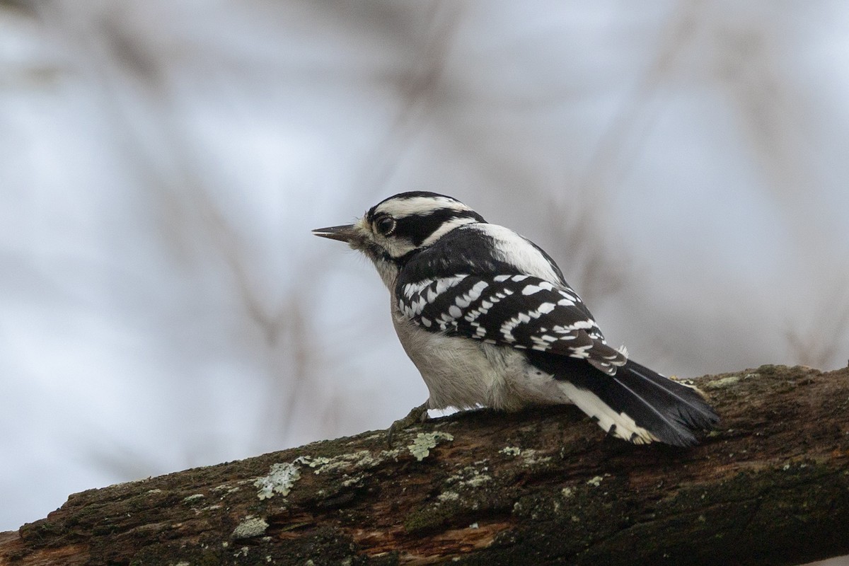 Downy Woodpecker - ML645505084