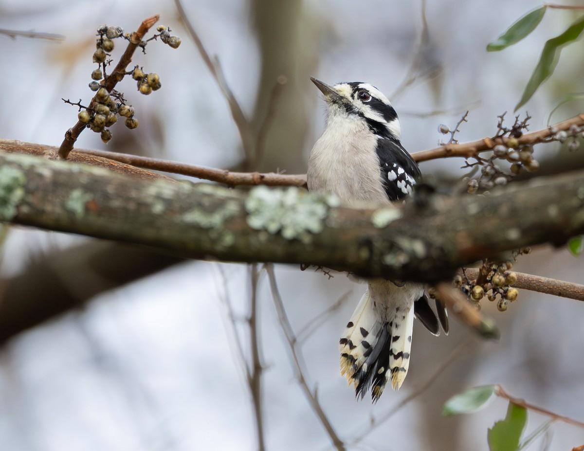 Downy Woodpecker - ML645505085