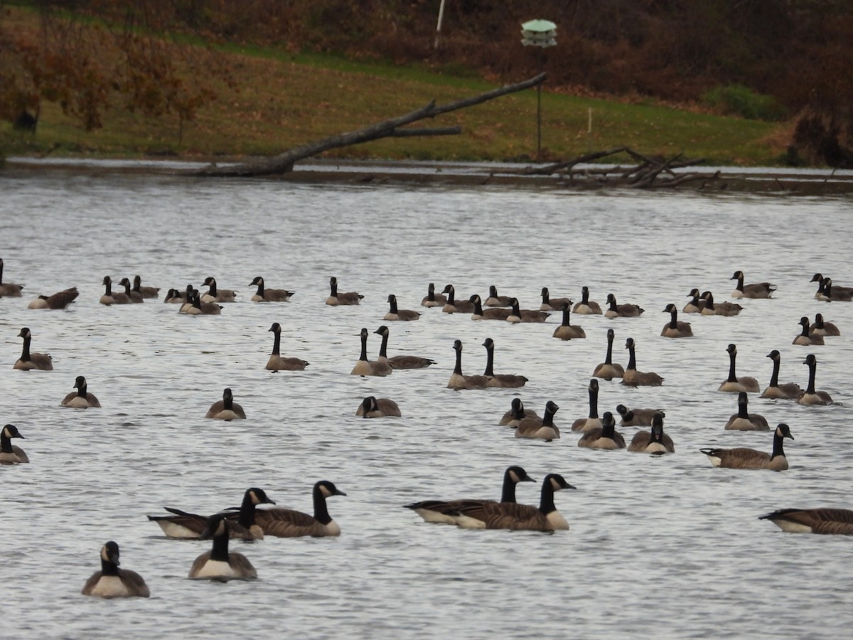 berneška velká - ML645505089