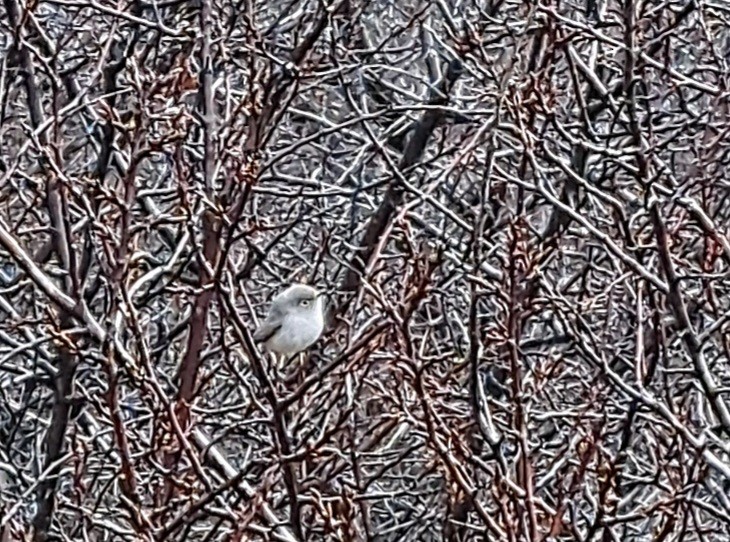 Blue-gray Gnatcatcher - ML645505092
