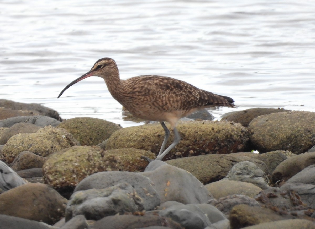 Hudsonian Whimbrel - ML645505093