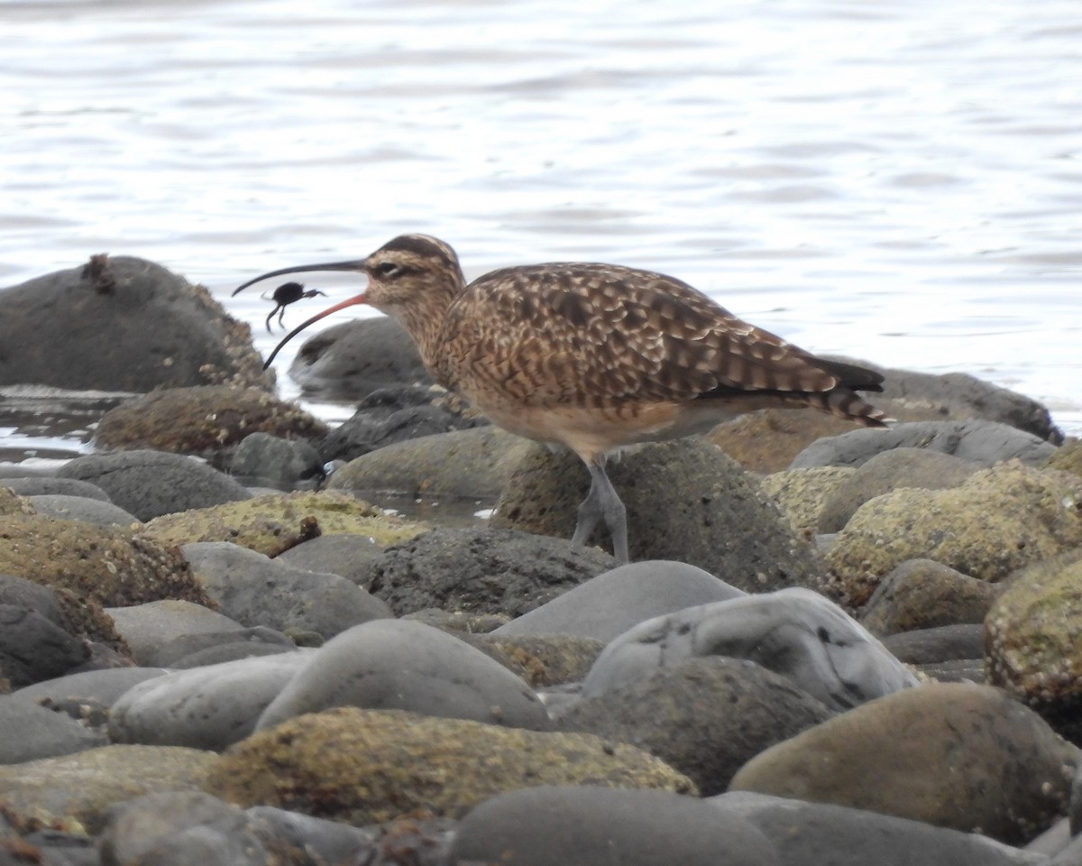 Hudsonian Whimbrel - ML645505094