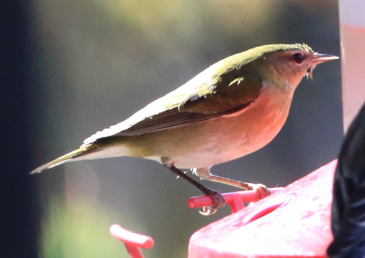 Tennessee Warbler - ML645505095