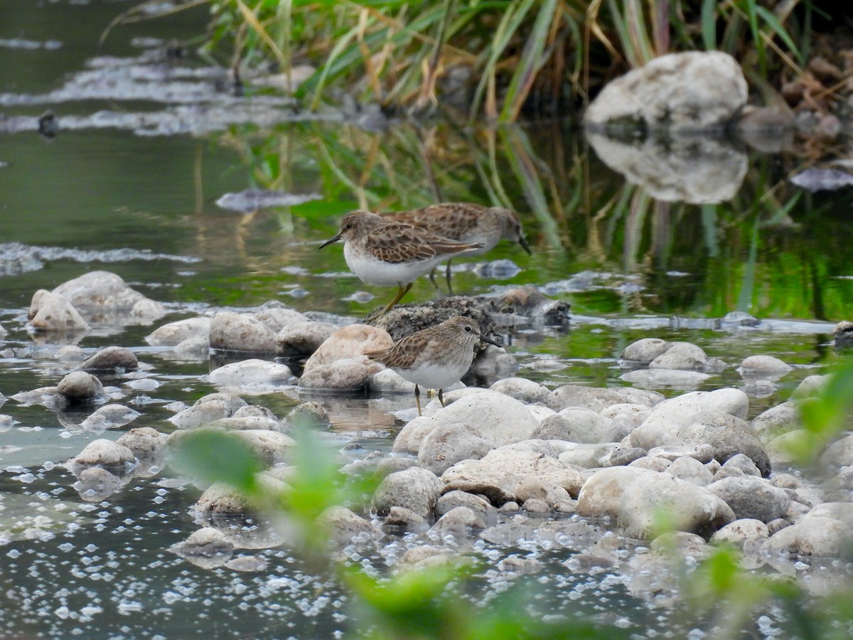 Least Sandpiper - ML645505098