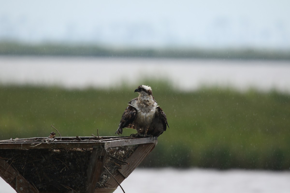 orlovec říční - ML645505099