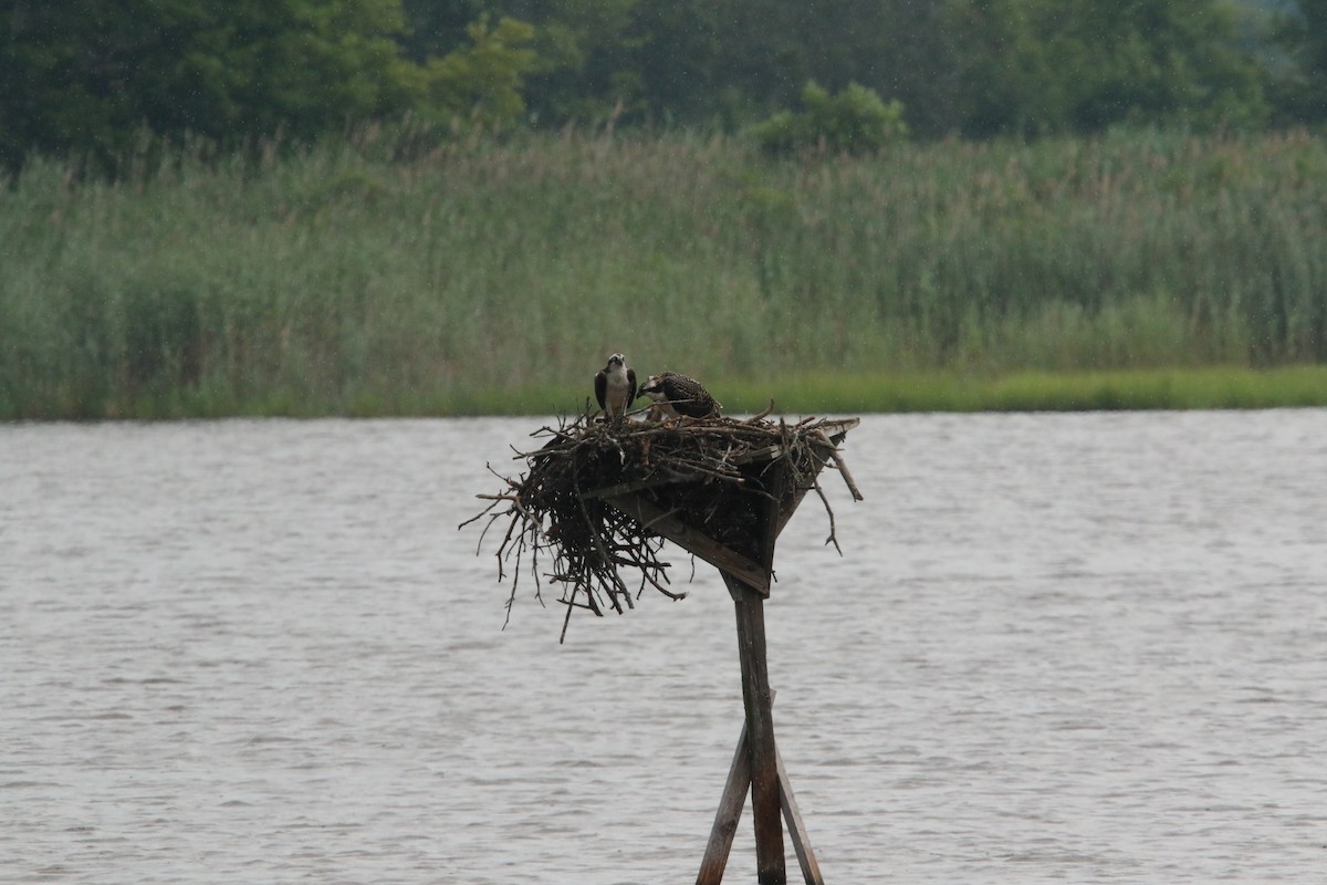 orlovec říční - ML645505101