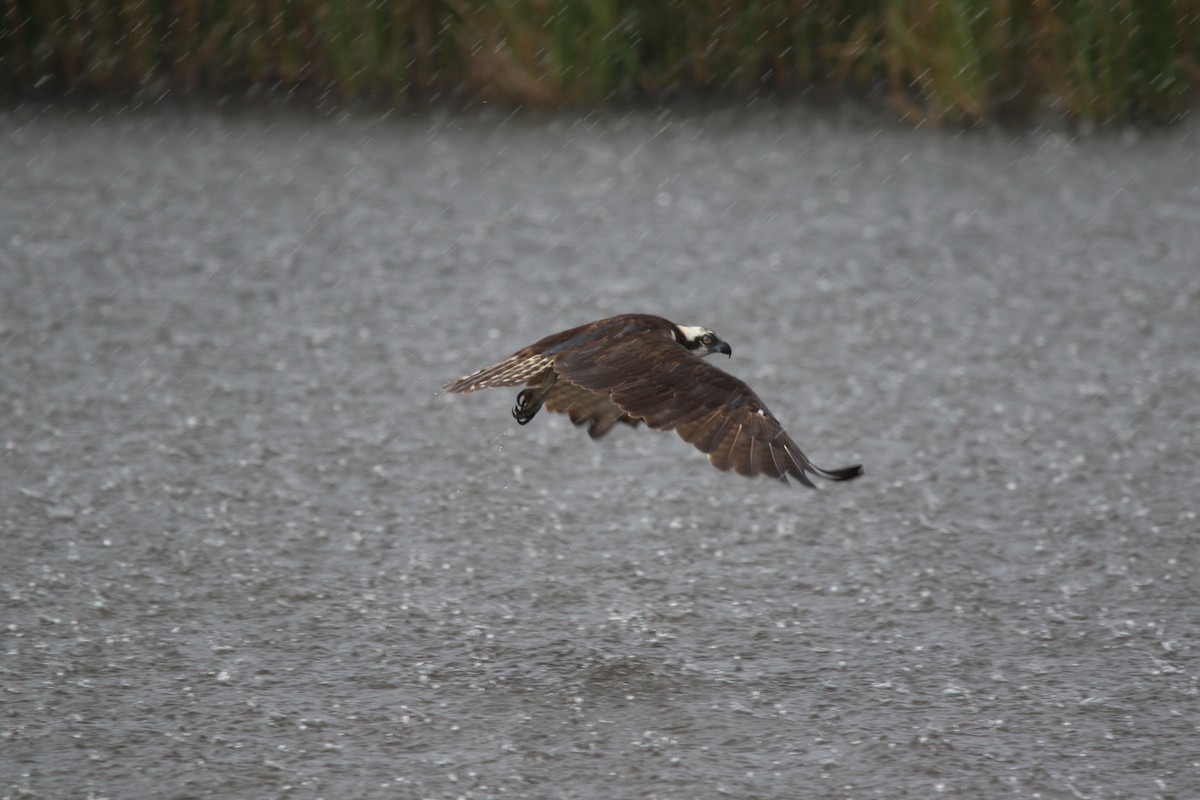 orlovec říční - ML645505102