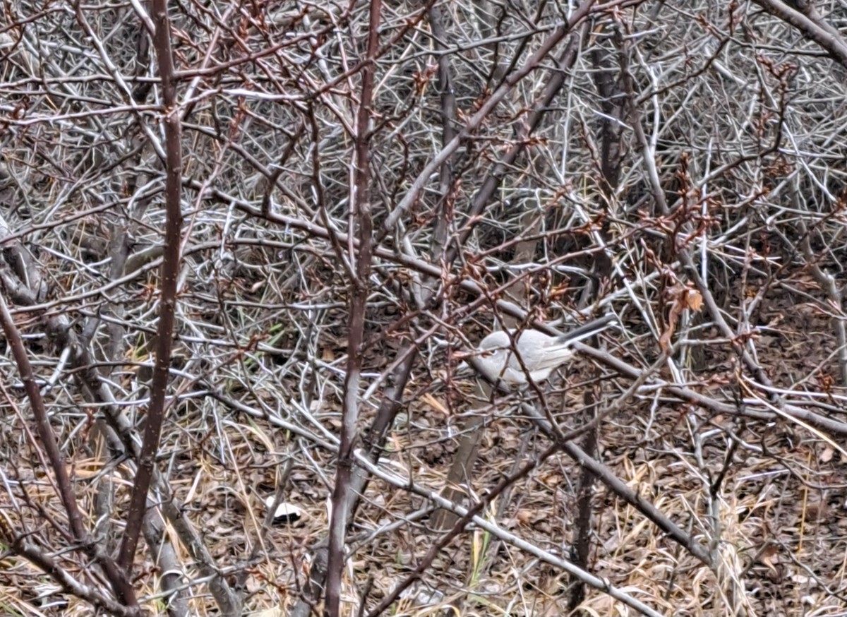 Blue-gray Gnatcatcher - ML645505105