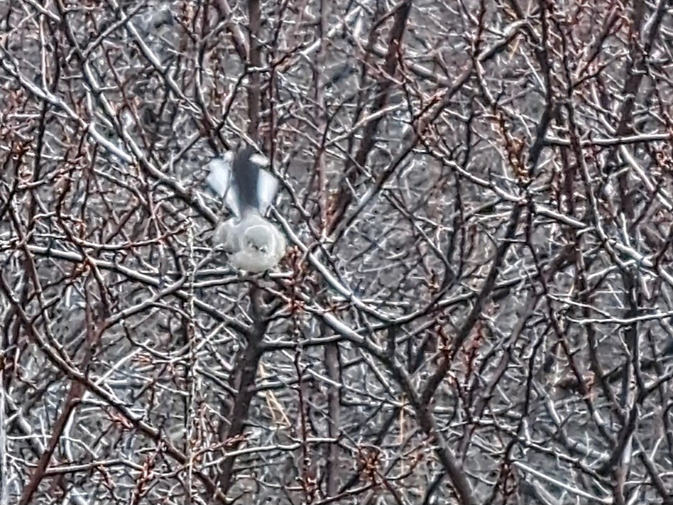 Blue-gray Gnatcatcher - ML645505106