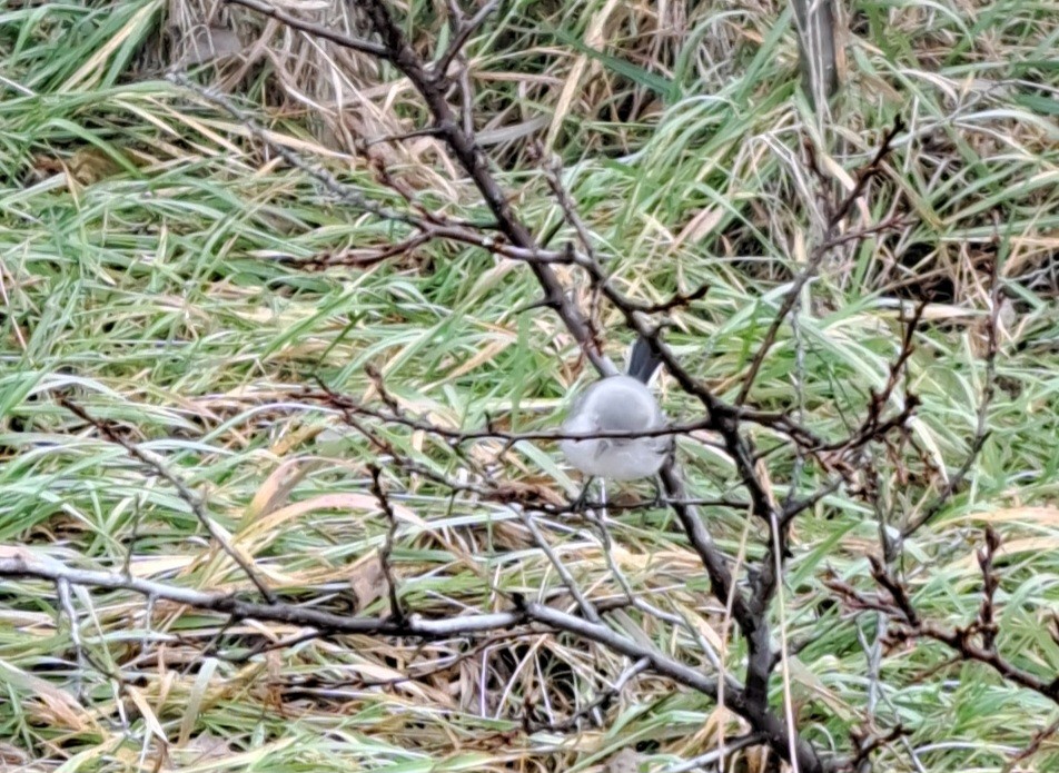 Blue-gray Gnatcatcher - ML645505107