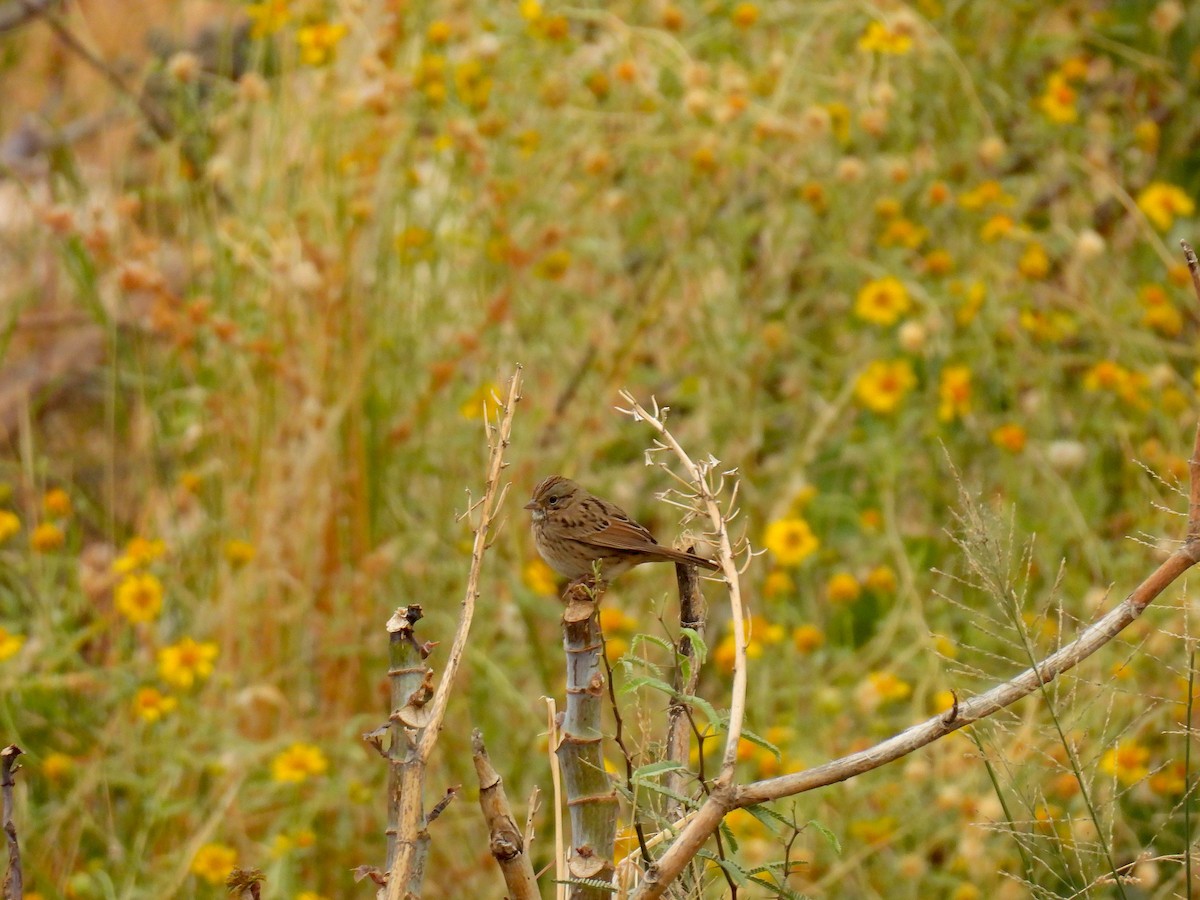 Lincoln's Sparrow - ML645505108
