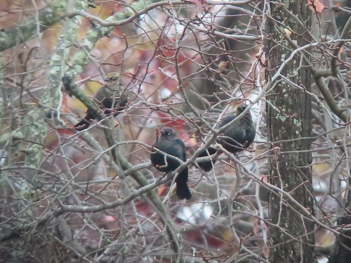 Rusty Blackbird - ML645505109