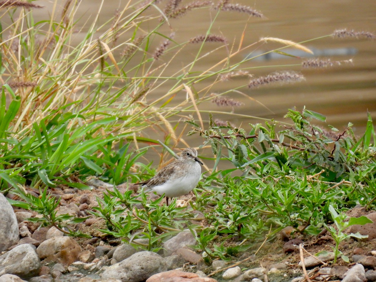 Least Sandpiper - ML645505111