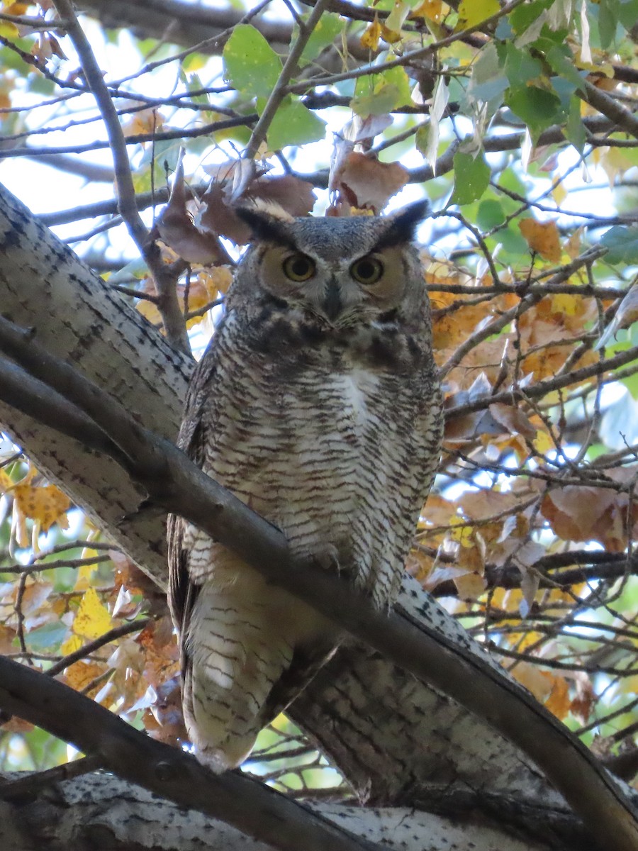 Great Horned Owl - ML645505112
