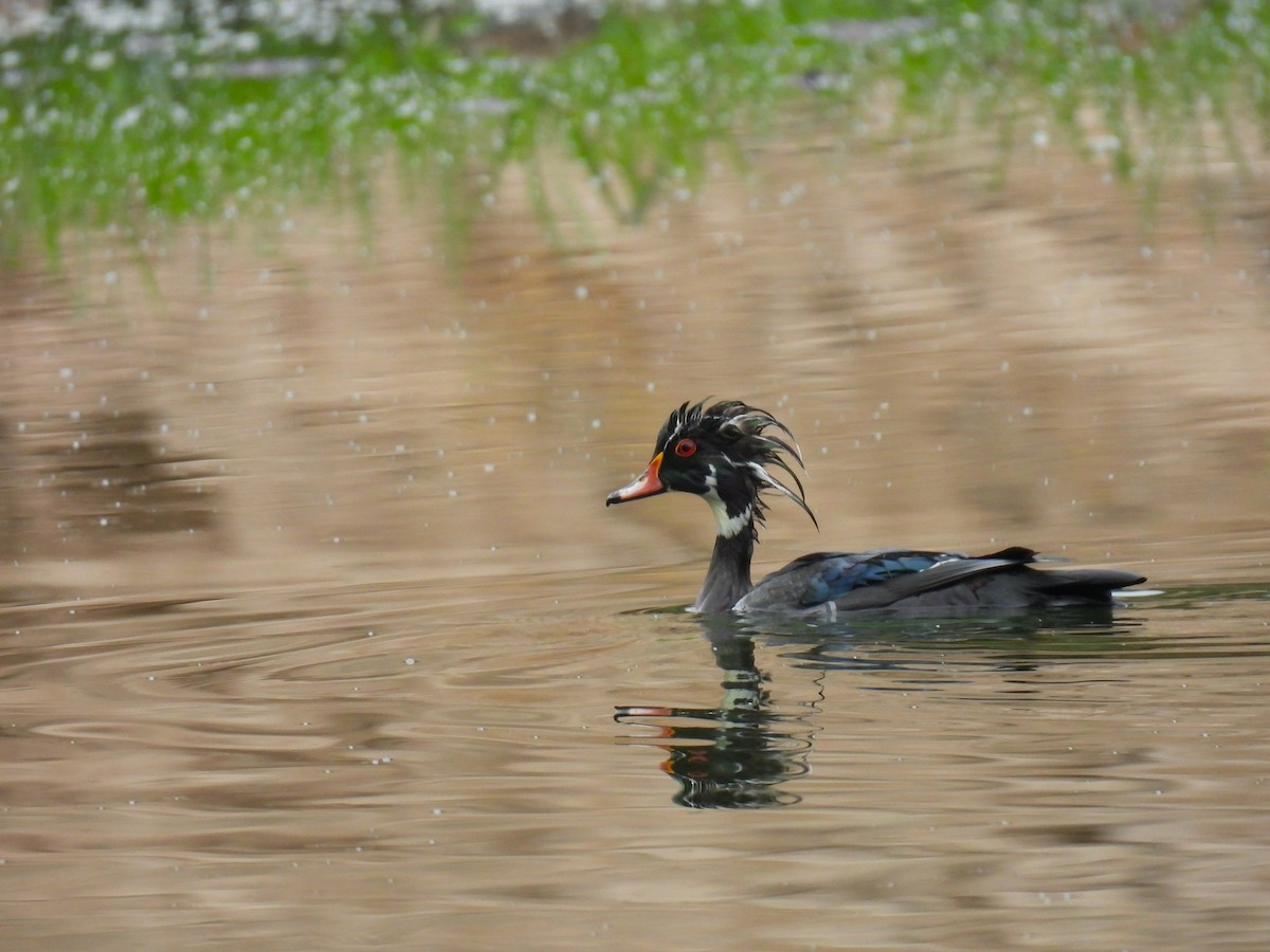 Wood Duck - ML645505116