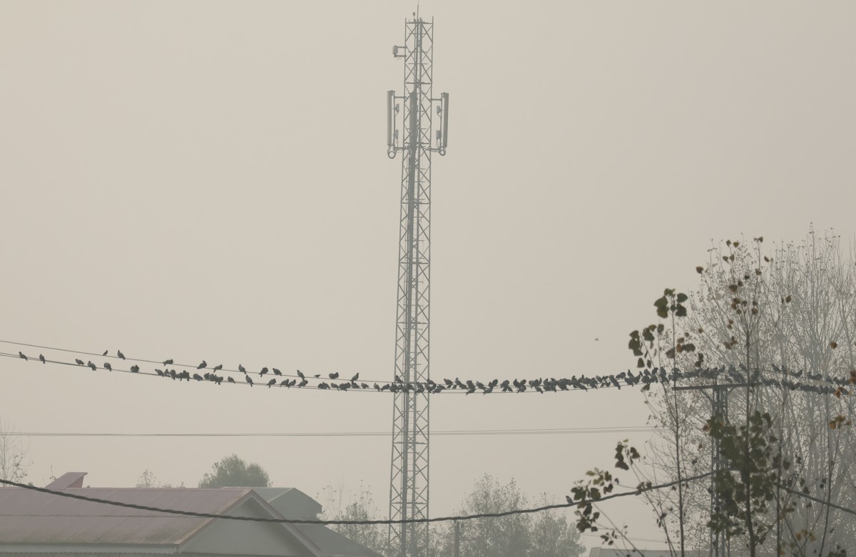 Rock Pigeon - ML645505118