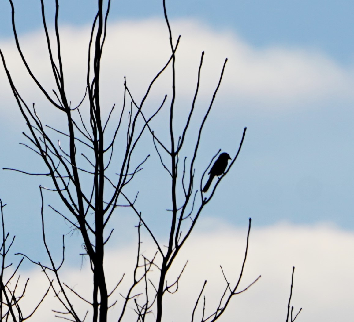 Northern Shrike - ML645505119