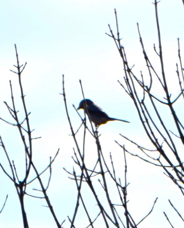 Northern Shrike - ML645505120