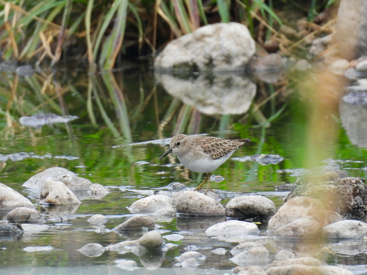 Least Sandpiper - ML645505121