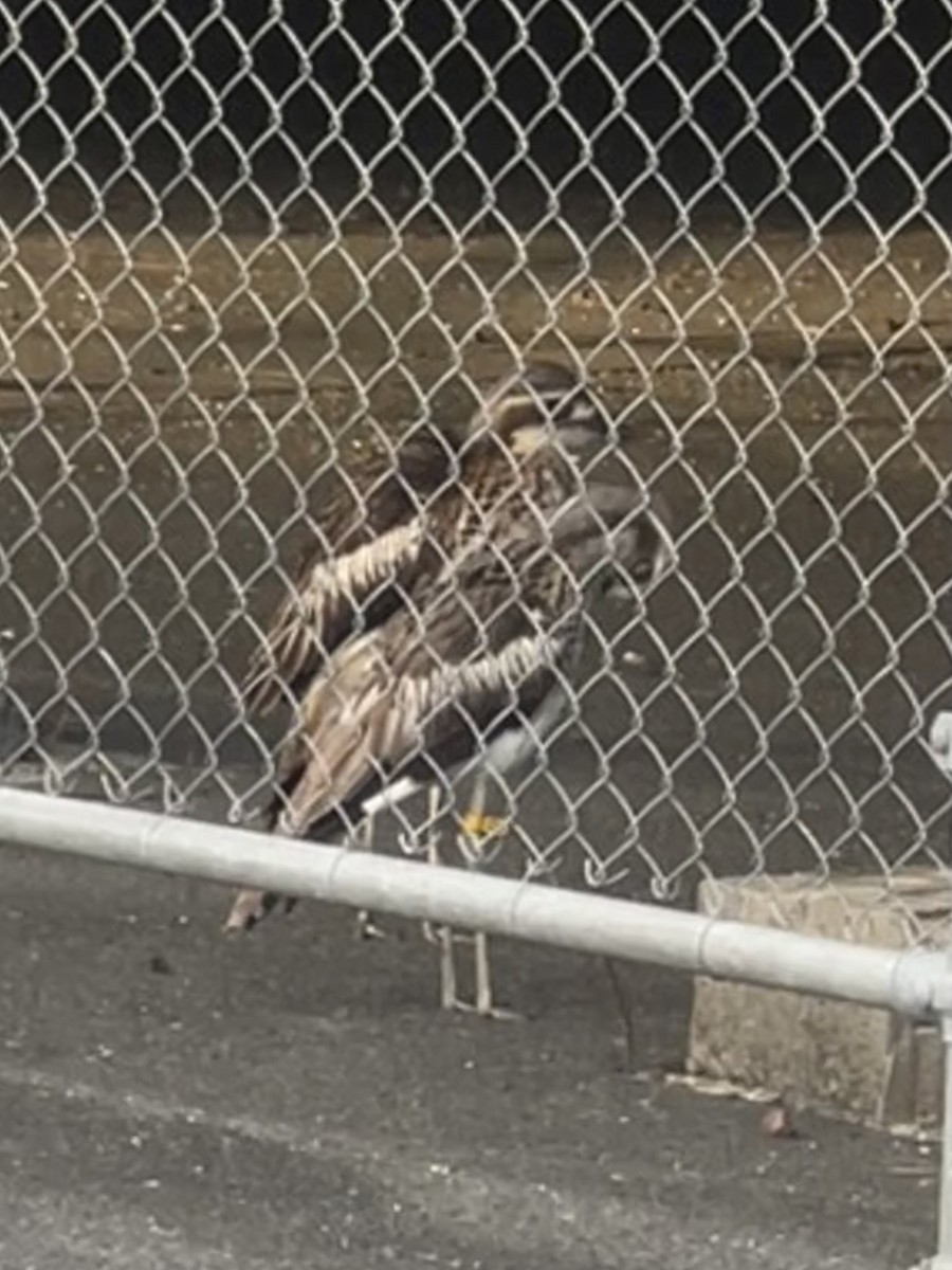 Bush Thick-knee - ML645505127