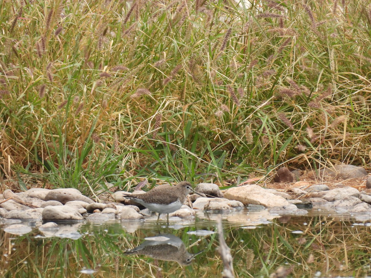 Solitary Sandpiper - ML645505128