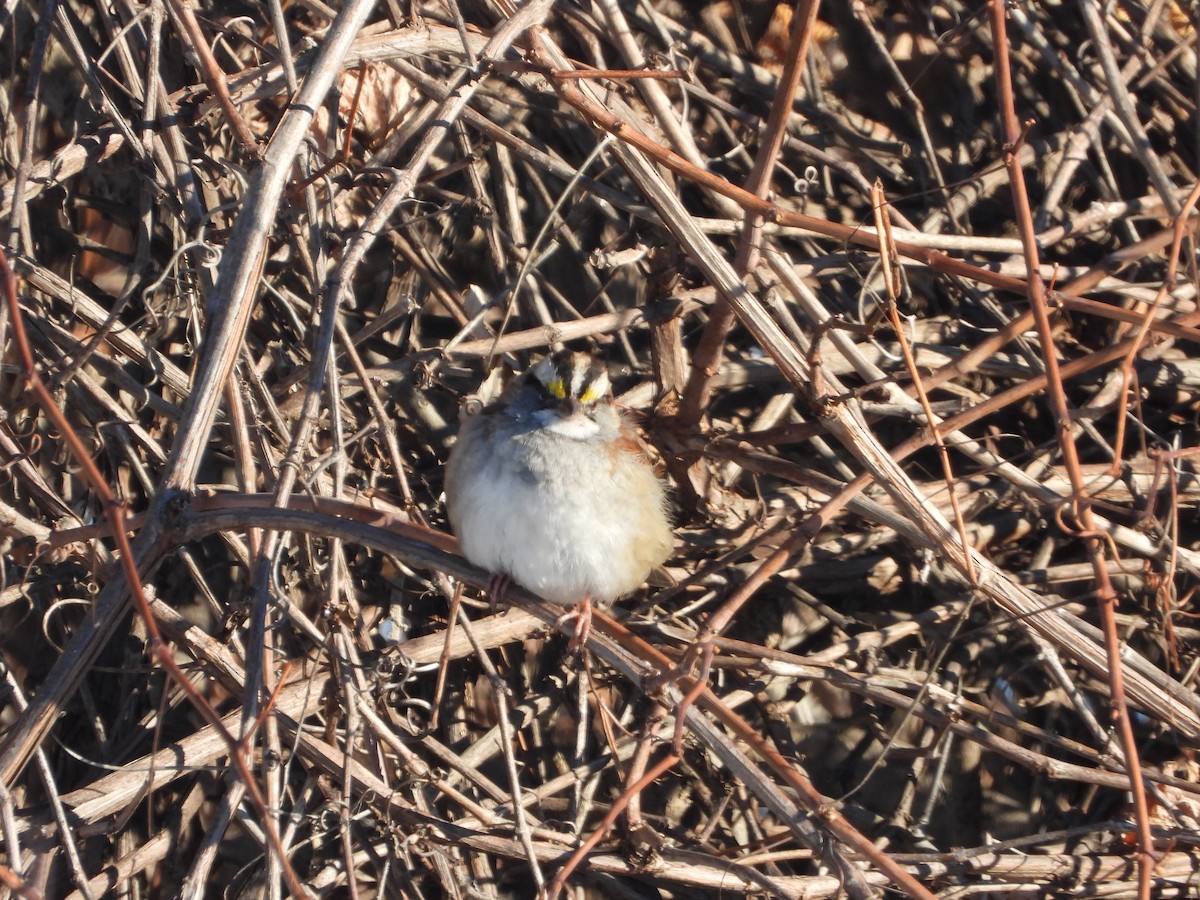 White-throated Sparrow - ML645505134