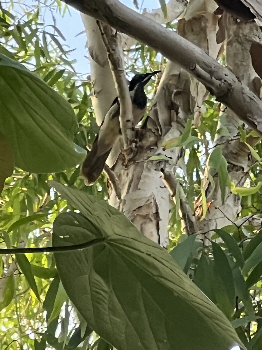 Blue-faced Honeyeater - ML645505138