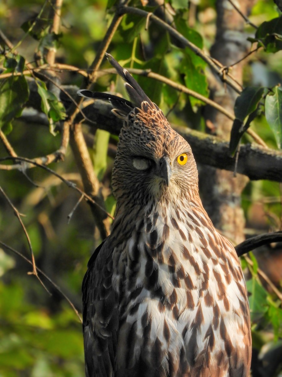 Changeable Hawk-Eagle - ML645505145