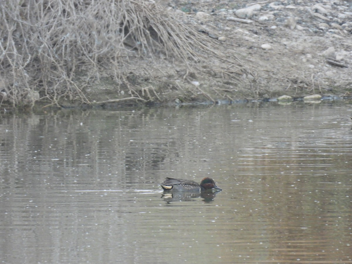 Green-winged Teal - ML645505147