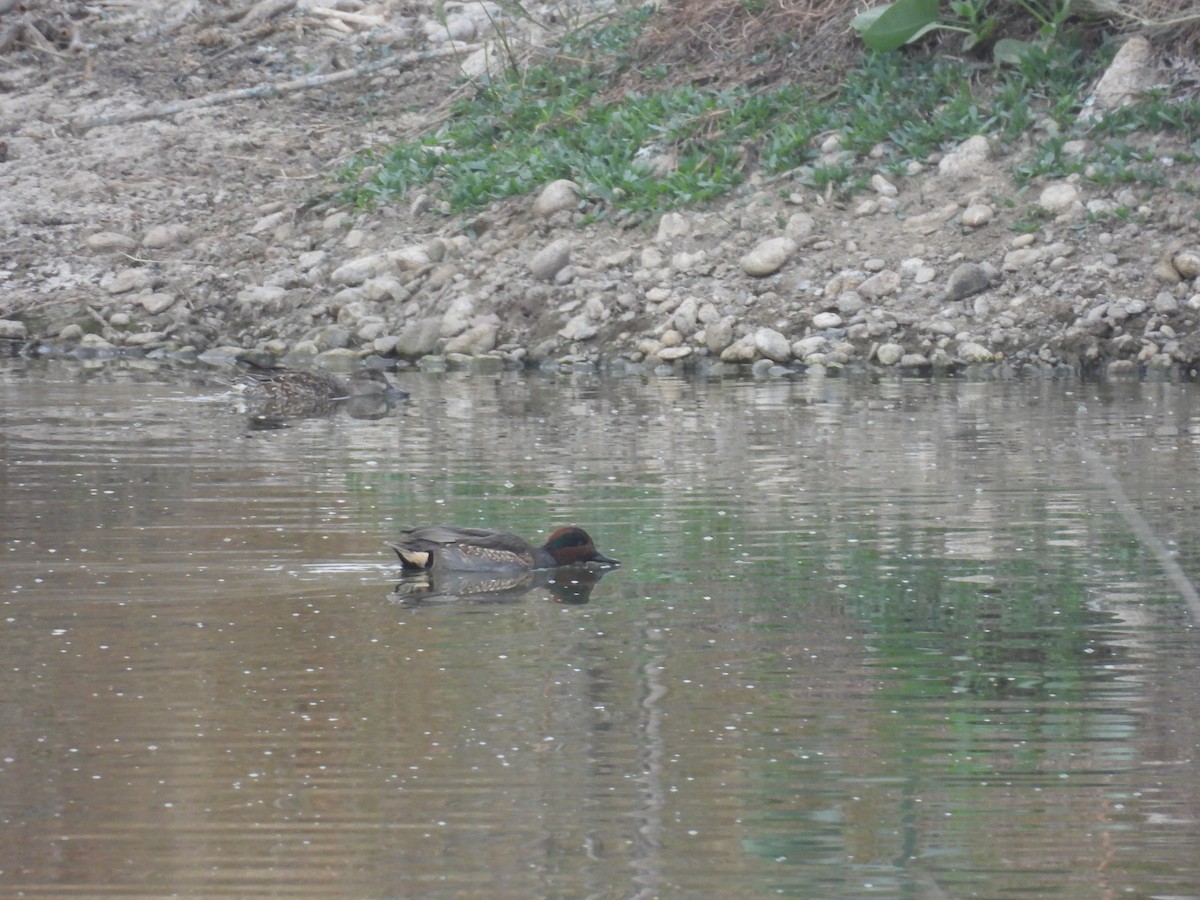 Green-winged Teal - ML645505149