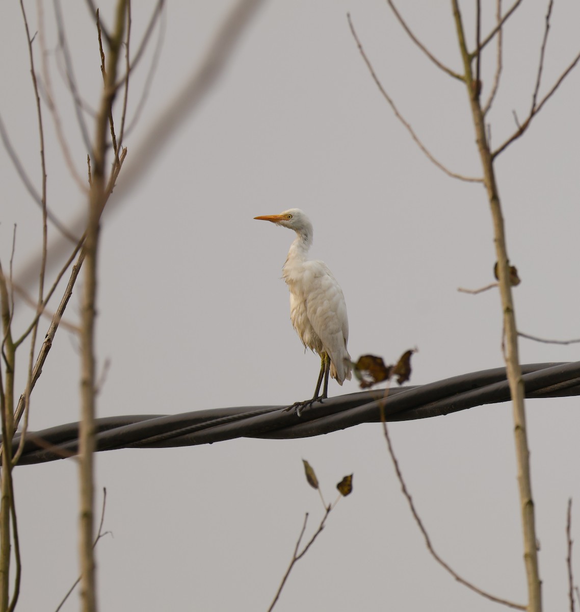 Western Cattle-Egret - ML645505152