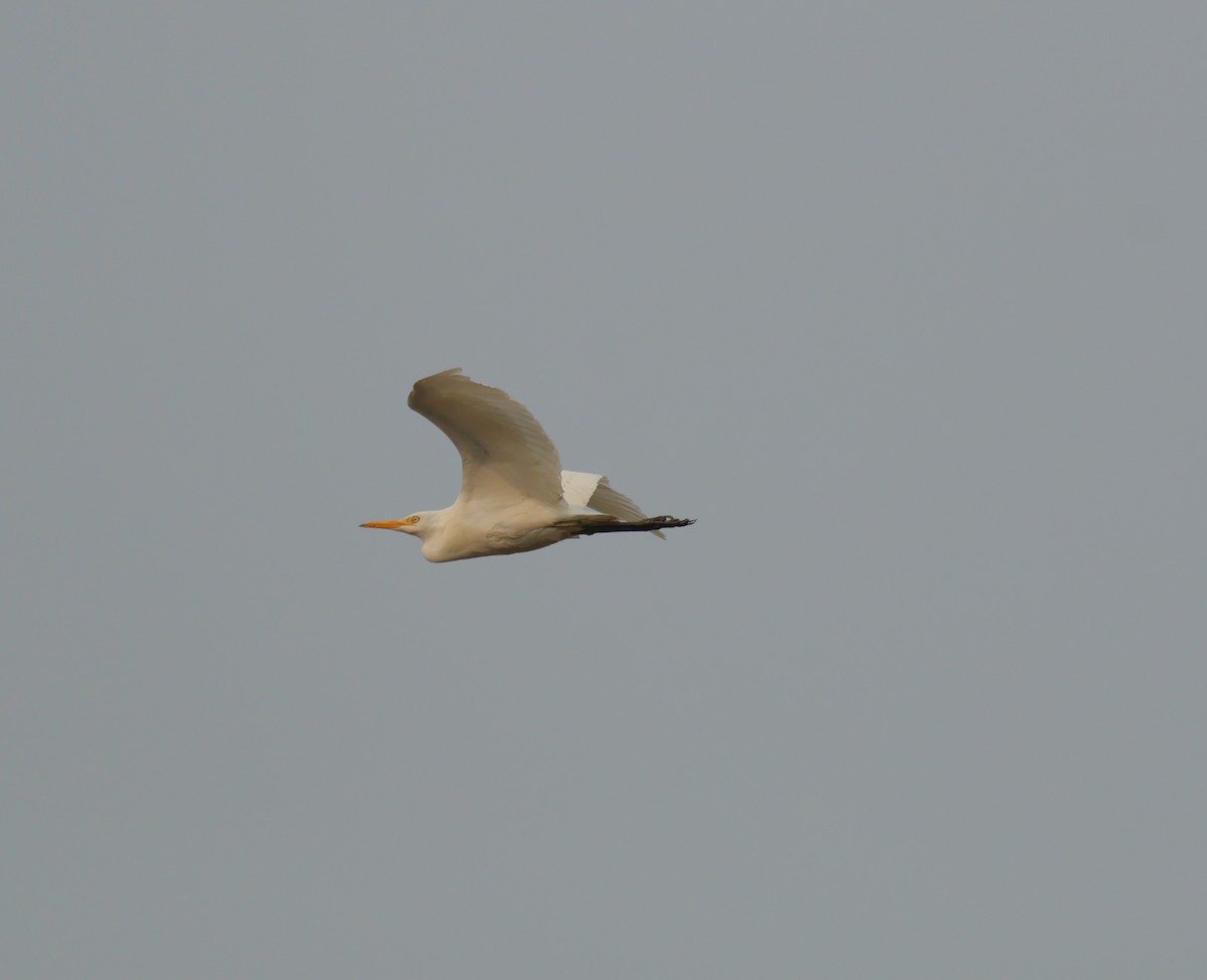Western Cattle-Egret - ML645505153
