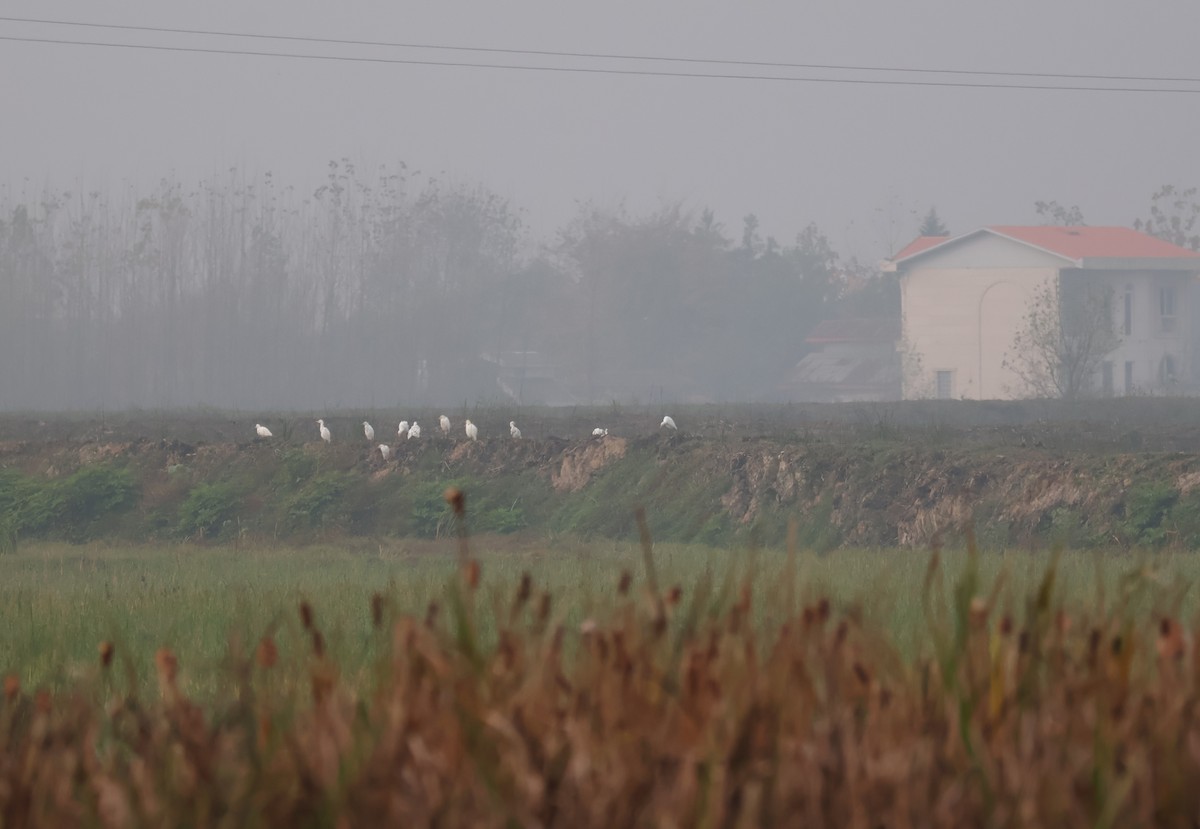 Western Cattle-Egret - ML645505154