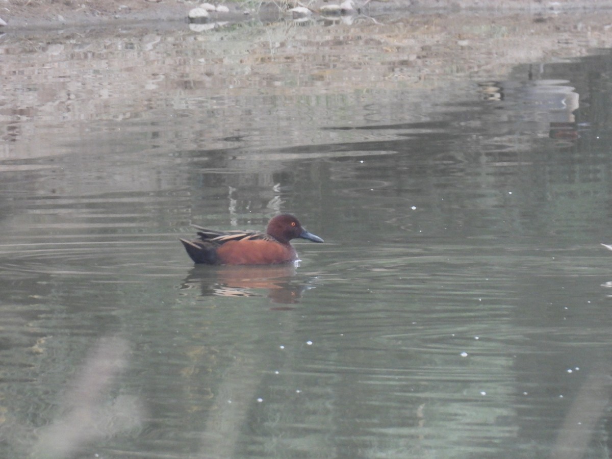 Cinnamon Teal - ML645505155