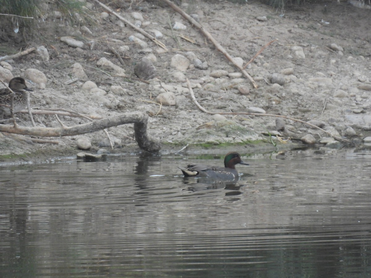 Green-winged Teal - ML645505157