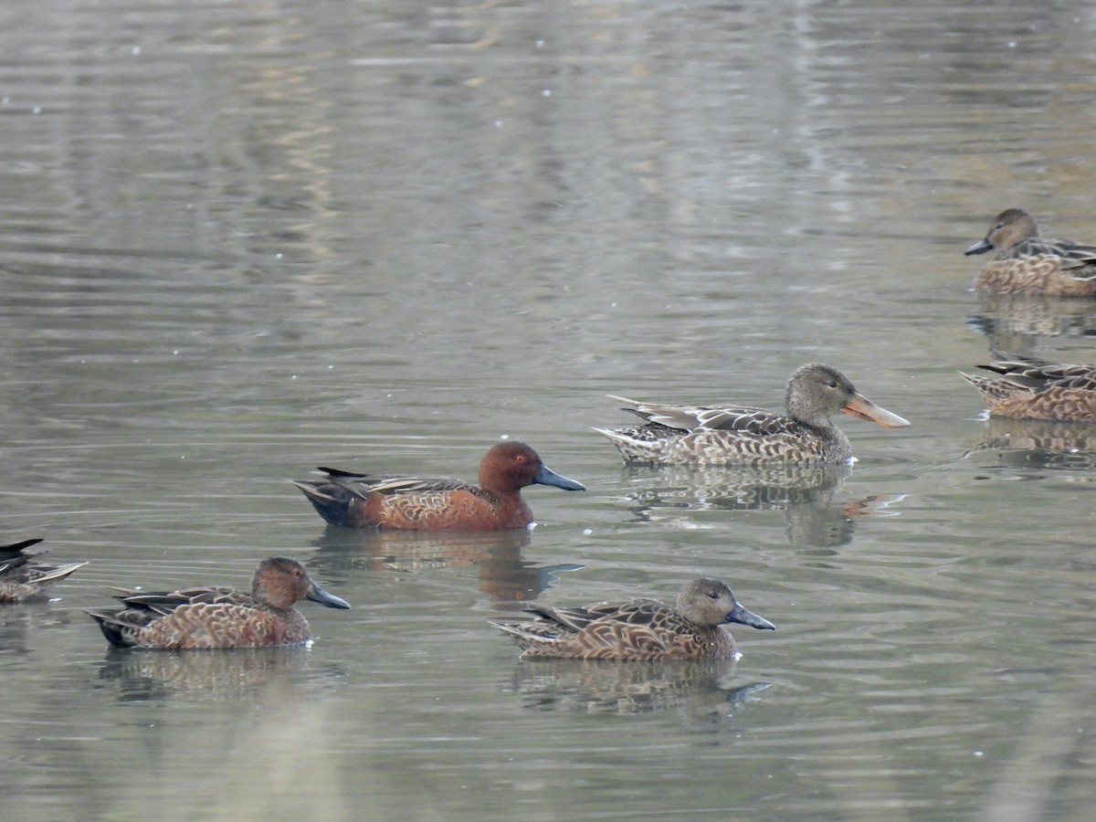 Cinnamon Teal - ML645505165
