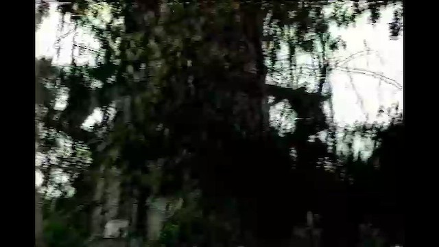 Пересмішник багатоголосий - ML645505166