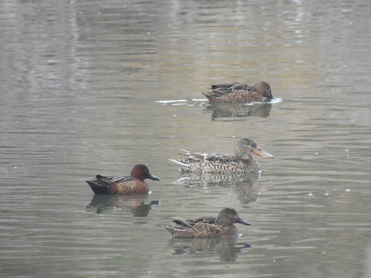 Northern Shoveler - ML645505167