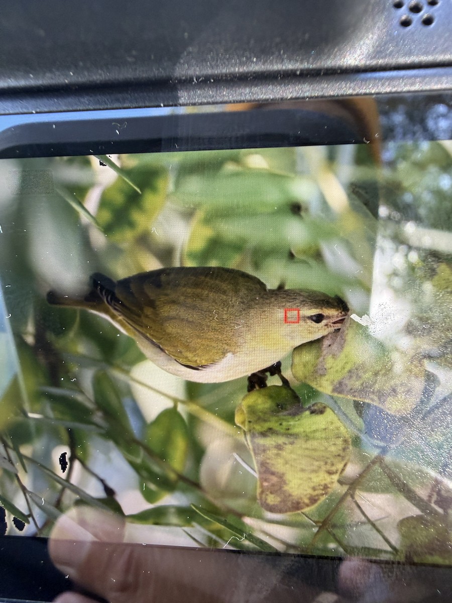 Tennessee Warbler - ML645505168